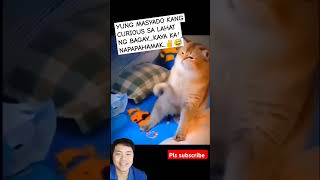 The Cat Tugofwar game and the Ending funny catlover pets animals [upl. by Koball]