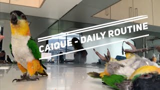 Thinking of Getting a Caique Watch This  Day to Day Caique Routine [upl. by Sgninnej]