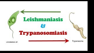 Parasitology 🔤  Protozoology  Leishmaniasis amp Trypanosomiasis [upl. by Mcnalley988]