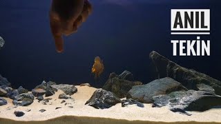 Altolamprologus Compressiceps Gold Head Fight 🙂 [upl. by Anwat]