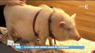 Adopter un cochon nain  les conseils de Frédéric Vlaemynck [upl. by Leahcar]