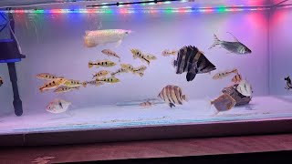 Exotic Aquarium Fish For Sale [upl. by Strenta232]