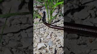 Wąż Eskulapa czy padalec 🐍 Aesculapian snake or slow worm🐍 😲 [upl. by Hoo]