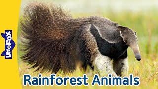 5 Fascinating Rainforest Animals  Giant Anteater  RedEyed Tree Frog  Flying Fox Manatee Iguana [upl. by Featherstone]