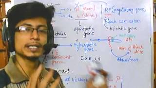 Genetics part 7 epistasis dominant recessive double dominant etc [upl. by Kilian7]