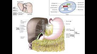 Exploration de l’anatomie du foie [upl. by Garin21]