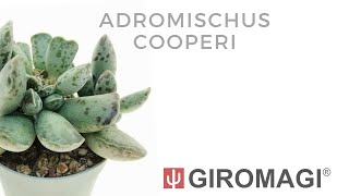 Adromischus cooperi [upl. by Rheingold]