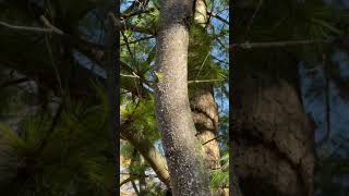 White Pine Bark Adelgid [upl. by Harmon]