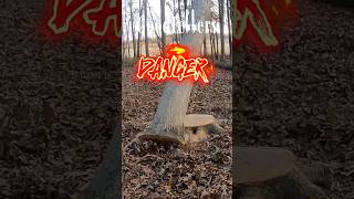 Ported Stihl 500i JUMP cutting Beautiful Dangerous White Oak logger stihl logging timber [upl. by Assirhc]