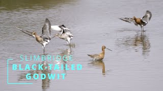 BLACKTAILED GODWIT [upl. by Ahsuat]