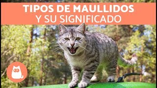 Maullidos de los gatos y su SIGNIFICADO [upl. by Ordisy]