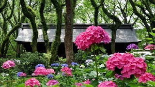 Hydrangea flower garden at a Shinto Shrine in Fukuoka Japan [upl. by Nytram]