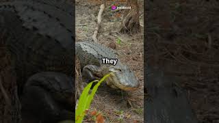 6 JawDropping Facts About American Alligators [upl. by Saref]