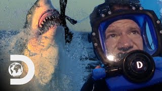 Man Swims With Great White Sharks In Open Waters  Swimming With Monsters [upl. by Yllitnahc]