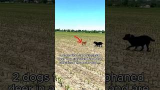 Dogs rescue dear from 🌽 field very emotional heart touching moments dog animals hearttouching [upl. by Ranger]