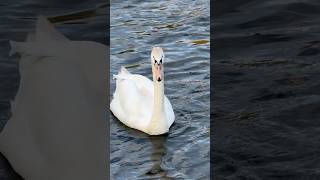 zwaan beautiful swan scares away coot birds amsterdam bos nederland netherlands part 4 [upl. by Esten]