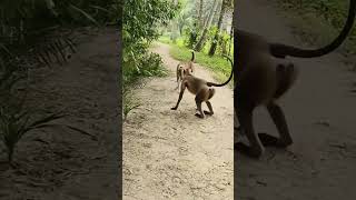 Monkey 🐒 prank our dog 🐕 prank viralvideo funnyvideos newfun comedy newhitcomedy eyecat🐒👌😑😝 [upl. by Eamon891]