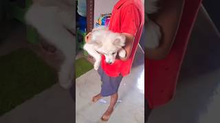 3 Month Indian Spitz Puppy for Sale in Ranchi Jharkhand trending dogsale pets doglover [upl. by Htepsle969]