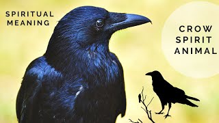 Why You Keep Seeing Crows  The Spiritual Meaning of Crows  The Crow Spirit Animal [upl. by Murrah658]