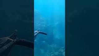 tral zıpkın zıpkınlabalıkavı fishing fish apnea spearfishing dalış fishingvideo cyprus [upl. by Raddatz]