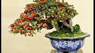 Cotoneaster horizontalis Bonsai  Rock Cotoneaster Rockspray Cotoneaster [upl. by Oigres]