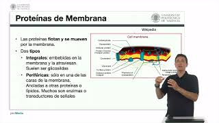 Lípidos proteínas y carbohidratos de membrana  2560  UPV [upl. by Alastair521]