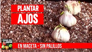 Cultiva ajos en casa sin parar en macetas mejor que hidropónico CULTIVO DE AJOS [upl. by Sisco196]