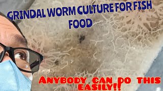 So easy Grindal worm culture aquarium aquariumhobby grindalworms livefoodforfish fishbreeding [upl. by Inohs]