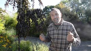 How to Deal With Difficult Perennial Weeds and Compacted Soil [upl. by Htebarual]