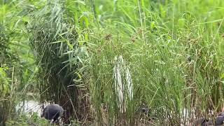 Great White Egret  RSPB Rainham Marshes 13821 [upl. by Gemperle]