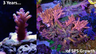 3 years of SPS and Acropora coral growth [upl. by Yulma139]