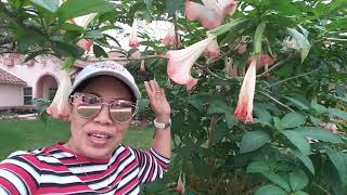 Angel Trumpet Poisonous Ba Talaga😱😱😱 [upl. by Piero189]