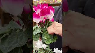 Cyclamen Plant Care Tips [upl. by Analeh]