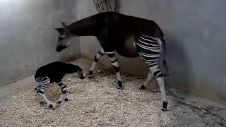 Baby Okapi born at San Antonio Zoo [upl. by Ainoz]