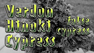 Verdon Hinoki Cypress Chamaecyparis obtusa Verdoni  Initial Prep  Prebonsai [upl. by Hardin]