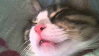 Cat makes strange noise while sleeping [upl. by Atnoed]