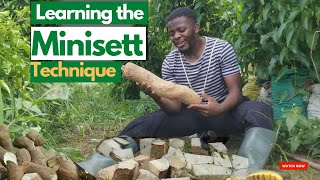 PROPAGATING SEED YAMS THROUGH MINISETT TECHNIQUE yam planting in sacks yam farming in sacks [upl. by Shinberg3]