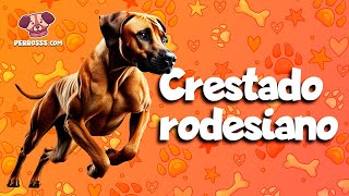 ¡Conoce al Valiente Perro Crestado Rodesiano 🐕🦁 PerritosConHistoria CazadorDeLeones [upl. by Achilles]