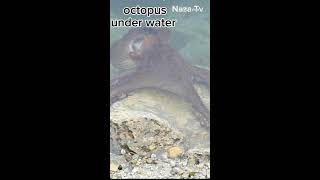 octopus under water part2 [upl. by Lazos]