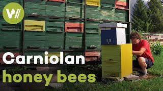 Revitalisation of Carniolan bees and restoration of their unique hives  Master of Bees Slovenia [upl. by Yeoz354]