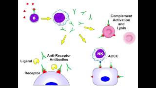 Type 2 Hypersensitivity Type II [upl. by Lavelle]