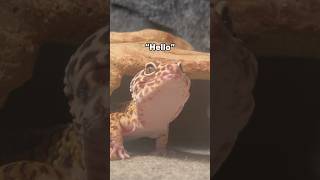 Update On My Leopard Gecko Gary [upl. by Hekker]