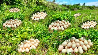 WOW unique Recently top a professional farmers today collected a lot of duck eggs in the creek [upl. by Anoyi]