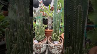 Acanthocereus Tetragonus Fairy Castle Cactus cactuslover plants [upl. by Goerke783]