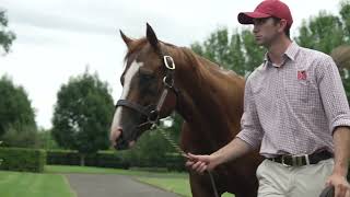 In The Congo 2024 Stallion Parade [upl. by Preuss]