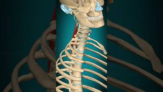 Spinalis capitis muscle action Vertebral column Lateral flexion muscle anatomy [upl. by Pearse]