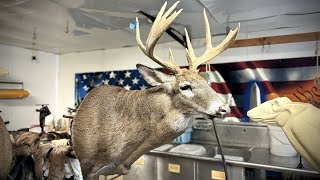 MOUNTING A MONSTER GIANT palmated rack buck pushing 300 lbs [upl. by Notnad]