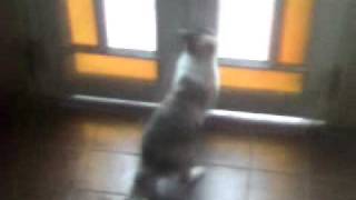 Mi primer video en Youtube Gata en celo [upl. by Aliakim842]