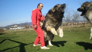 Purger AS Caucasian Shepherd Dog 91 cm  102 kg [upl. by Eentrok]