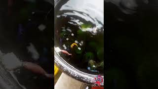 Dried tubifex worms 🪱 feeding in my betta fishes 🐠petslovertamil [upl. by Retsila]